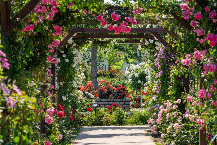 長居植物園 バラ