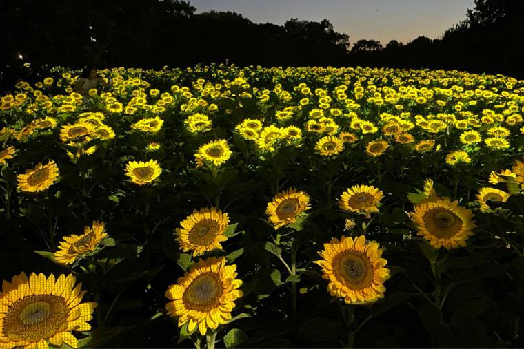 チームラボ ボタニカルガーデン 大阪