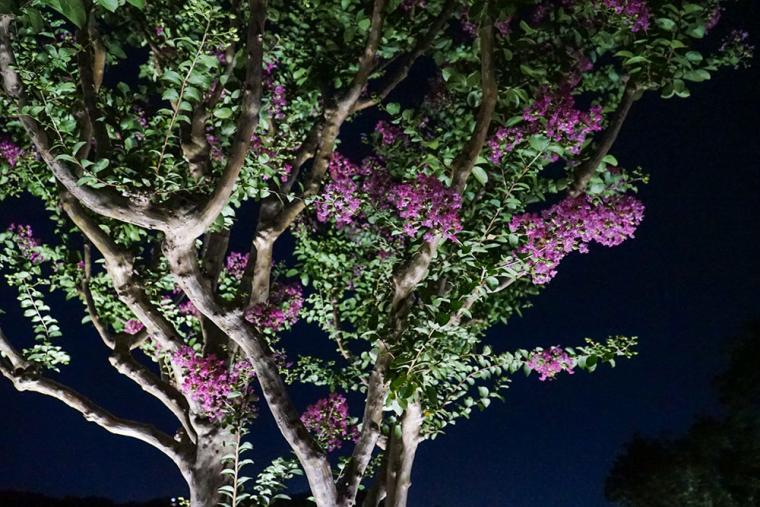 チームラボ ボタニカルガーデン 大阪