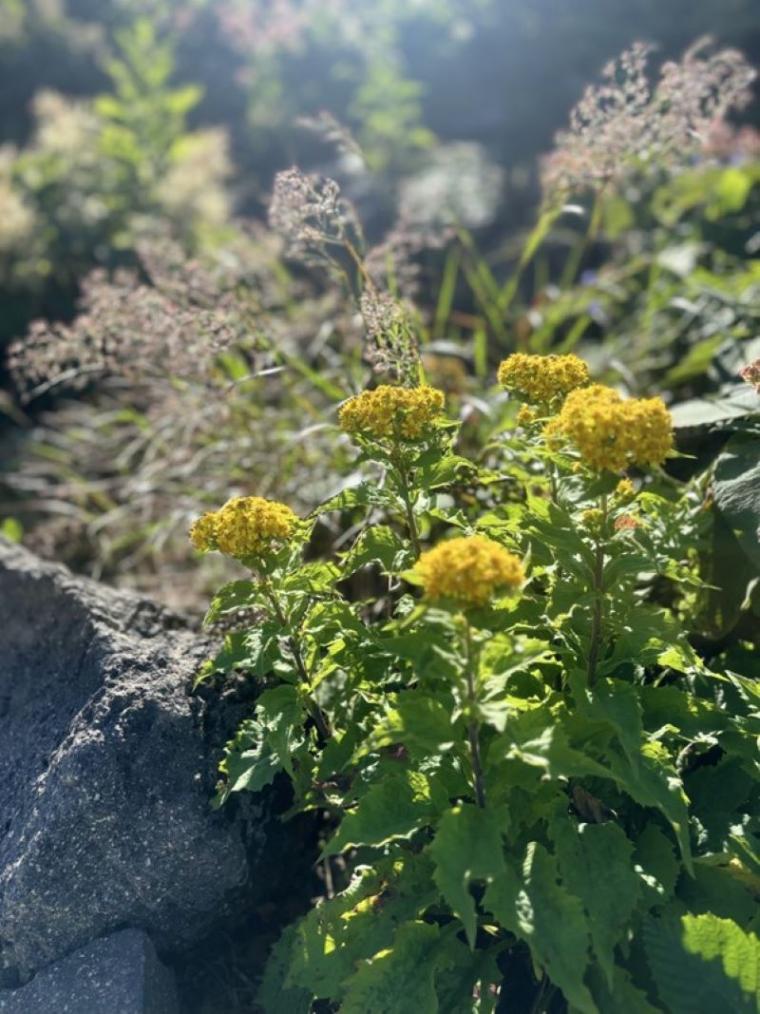 【北海道・ニセコ】「あこがれ」に挑戦！日本百名山のひとつ、羊蹄山の山頂に立つ！地元アナウンサーの登山レポ