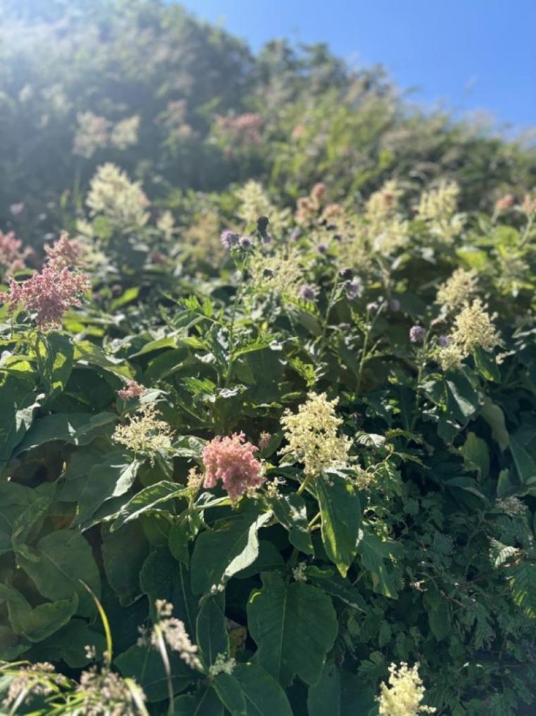 【北海道・ニセコ】「あこがれ」に挑戦！日本百名山のひとつ、羊蹄山の山頂に立つ！地元アナウンサーの登山レポ