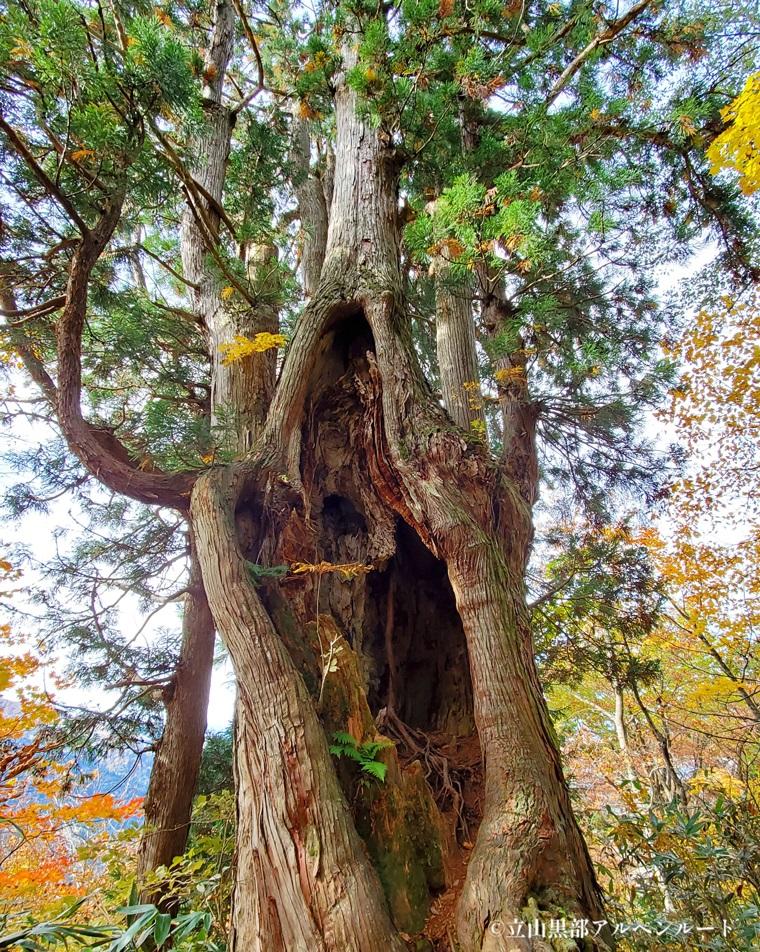 【立山黒部アルペンルート】紅葉見ごろガイドーー今秋「立山トンネルトロリーバス」「遊覧船ガルベ」いよいよ見納め！北アルプス高低差2000mの旅
