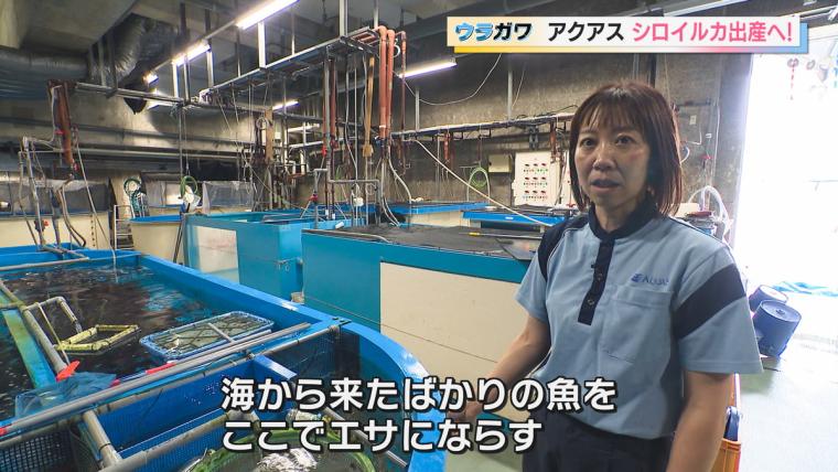 【島根】水族館の飼育員さんお仕事に密着！シロイルカの出産に初立ち合い…！