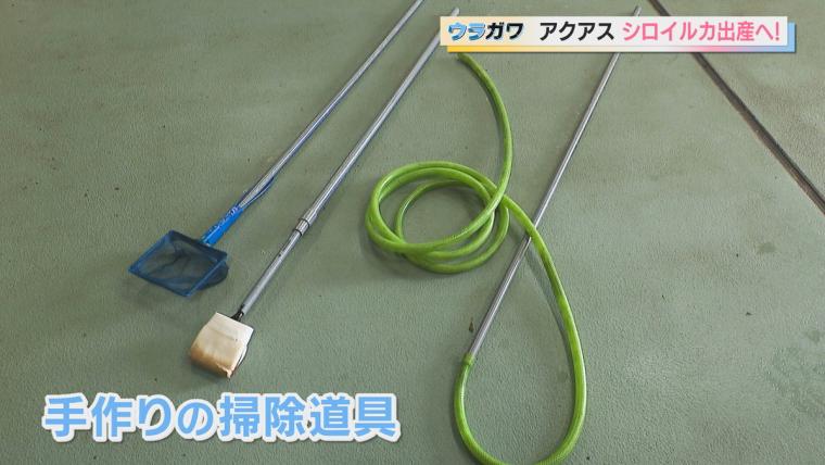 【島根】水族館の飼育員さんお仕事に密着！シロイルカの出産に初立ち合い…！