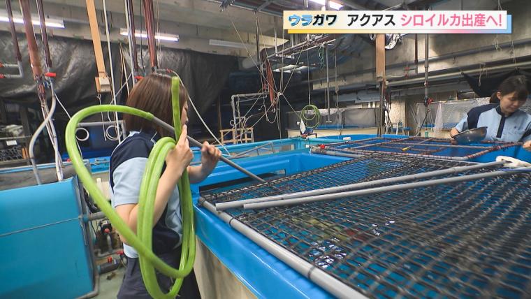 【島根】水族館の飼育員さんお仕事に密着！シロイルカの出産に初立ち合い…！