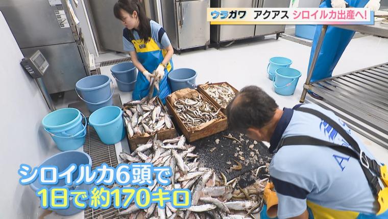 【島根】水族館の飼育員さんお仕事に密着！シロイルカの出産に初立ち合い…！