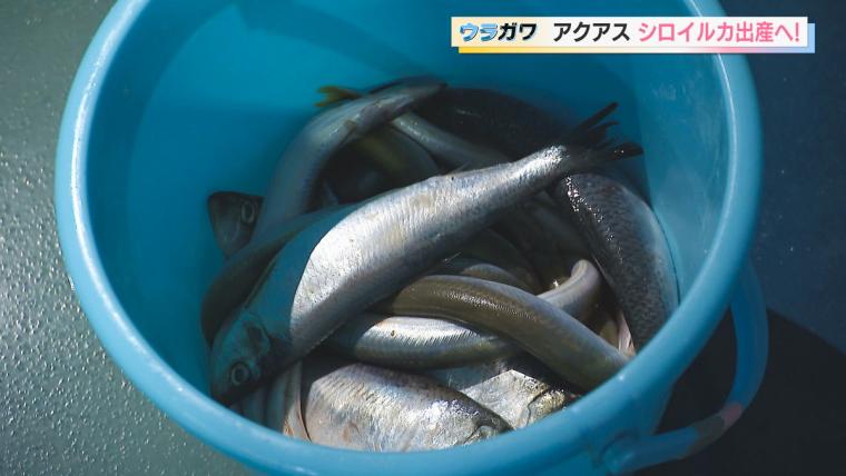 【島根】水族館の飼育員さんお仕事に密着！シロイルカの出産に初立ち合い…！