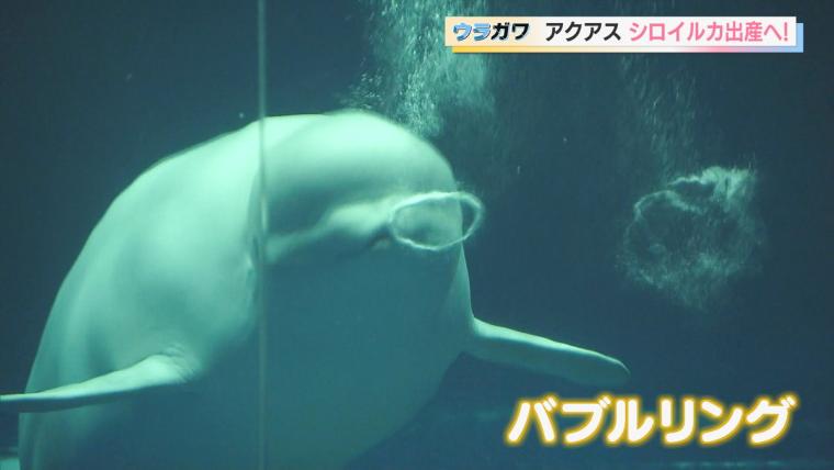 【島根】水族館の飼育員さんお仕事に密着！シロイルカの出産に初立ち合い…！