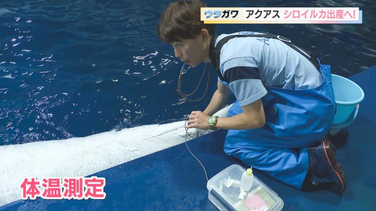 【島根】水族館の飼育員さんお仕事に密着！シロイルカの出産に初立ち合い…！