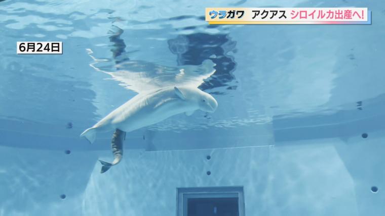 【島根】水族館の飼育員さんお仕事に密着！シロイルカの出産に初立ち合い…！