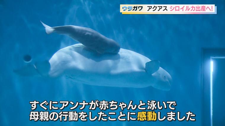 【島根】水族館の飼育員さんお仕事に密着！シロイルカの出産に初立ち合い…！