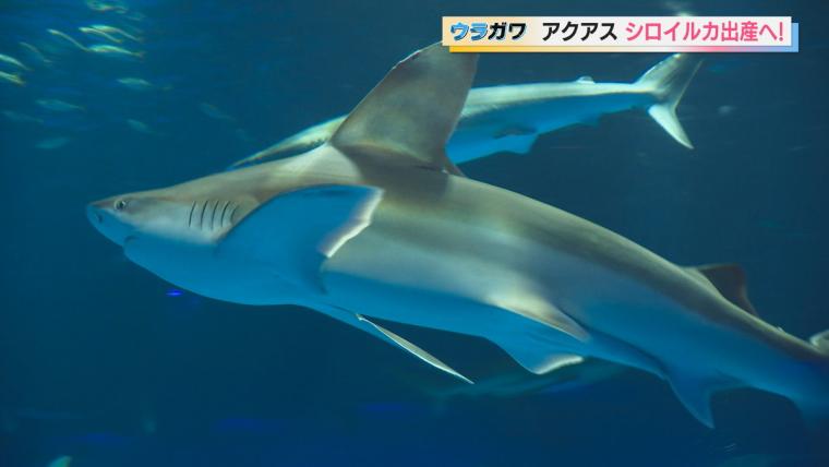 【島根】水族館の飼育員さんお仕事に密着！シロイルカの出産に初立ち合い…！