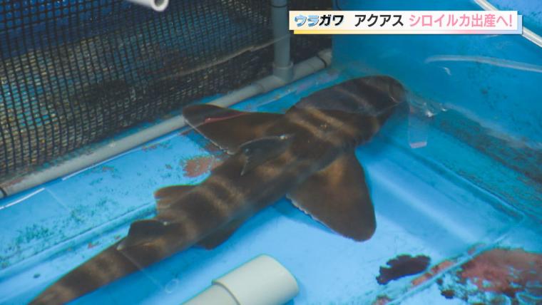 【島根】水族館の飼育員さんお仕事に密着！シロイルカの出産に初立ち合い…！