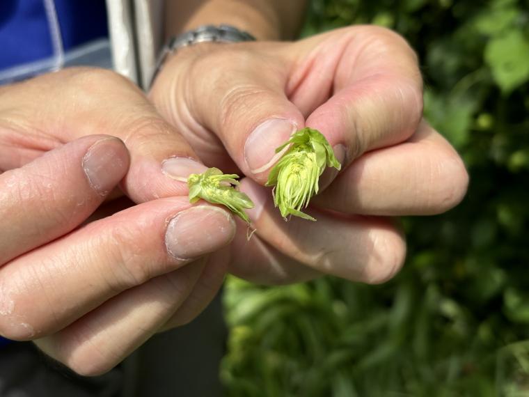 【鳥取】世界一に選ばれた大山 G ビールのブルワリー見学。お土産付きでとてもお得！
