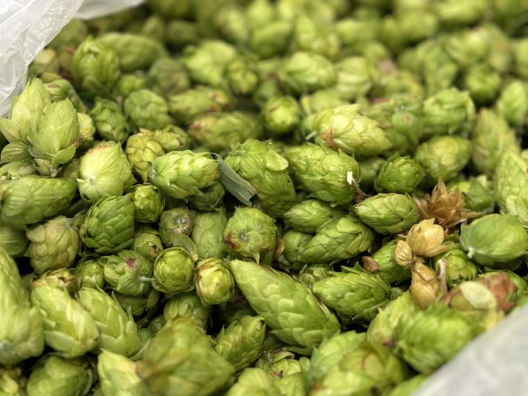 【鳥取】世界一に選ばれた大山 G ビールのブルワリー見学。お土産付きでとてもお得！