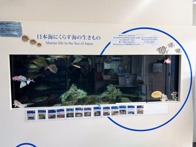 巨大イカ・ダイオウイカの標本も！海沿いにある子どもと一緒のおでかけにもおすすめの博物館「海と大地の自然館」（鳥取県岩美町）