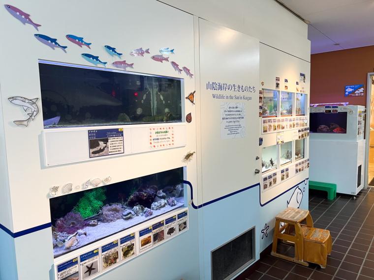 巨大イカ・ダイオウイカの標本も！海沿いにある子どもと一緒のおでかけにもおすすめの博物館「海と大地の自然館」（鳥取県岩美町）