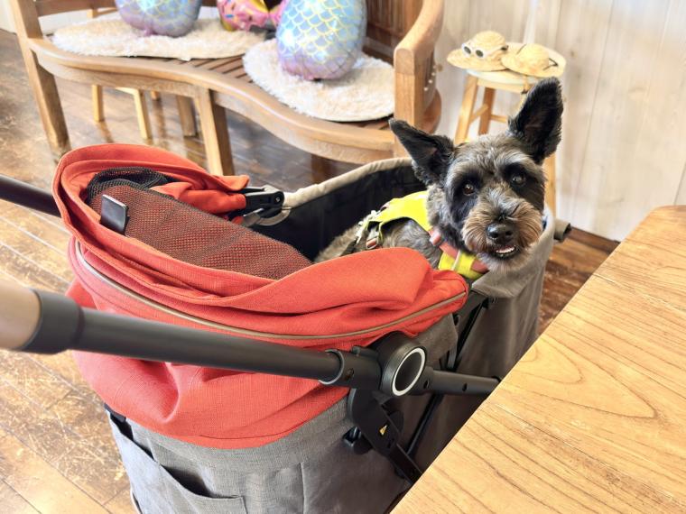 【鳥取】カップに柴犬が浮かぶ「しばオレ」が可愛すぎ！愛犬と楽しむこともできるドッグカフェがオープン