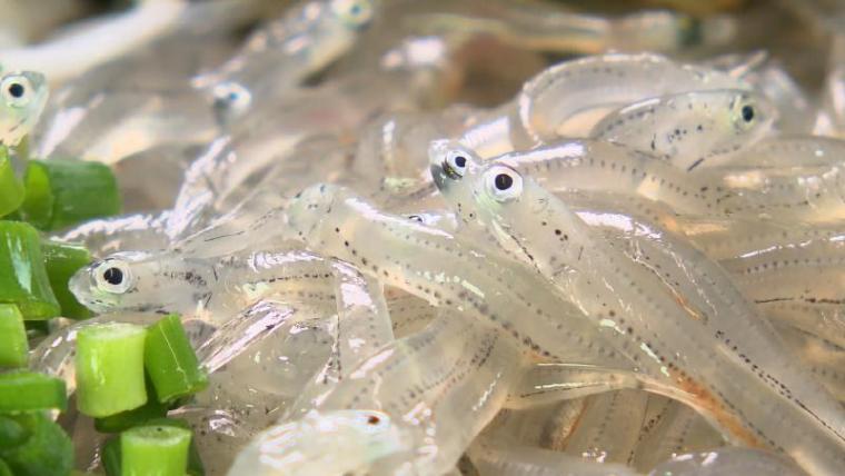 静岡県静岡市・ヒシダイ大石商店】海から 1 時間で店に到着! 間違いなく新鮮なシラス丼