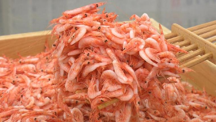 静岡県静岡市・ヒシダイ大石商店】海から 1 時間で店に到着! 間違いなく新鮮なシラス丼