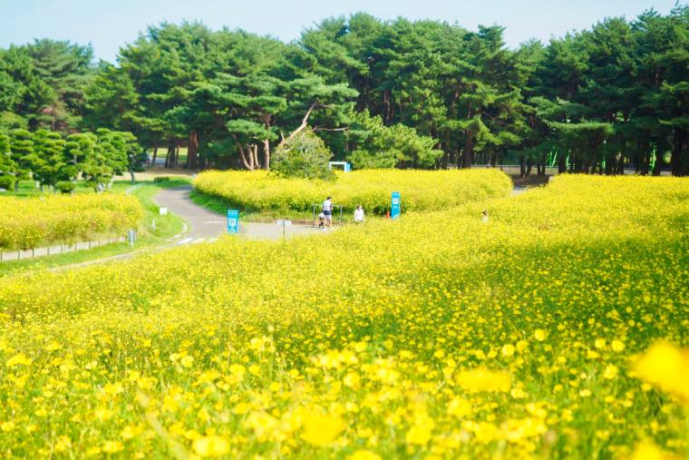 国営ひたち海浜公園