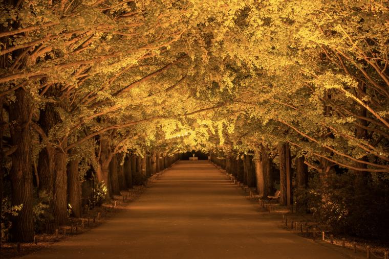 東京「国営昭和記念公園」で紅葉と光の競演「秋の夜散歩2024」開催