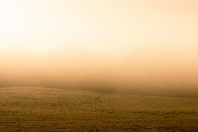 【北海道の絶景 5 選】「息をするのを忘れるくらいの感動」マジックアワーに見た『霧の世界』／十勝