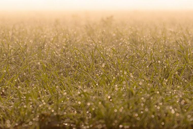 【北海道の絶景 5 選】早起きしないと見られない『霧の世界』 雄大な十勝平野が幻想的に