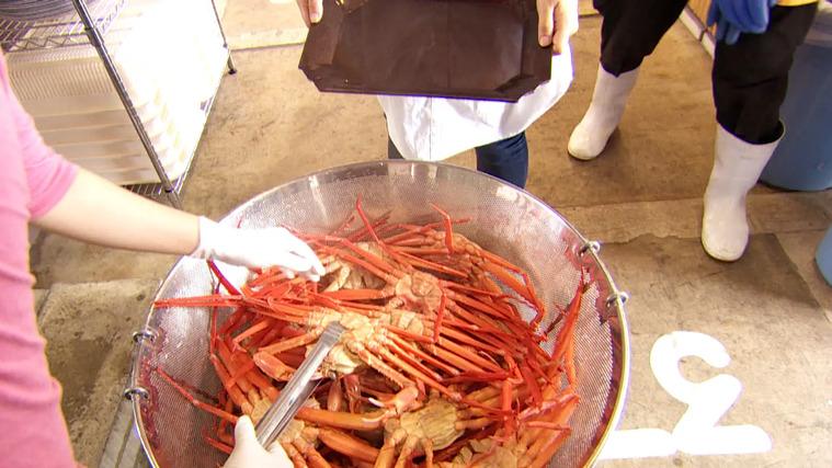 水揚げ直後のカニ 60 分食べ放題！国内外から観光客が殺到する漁港そば【新湊かに小屋】