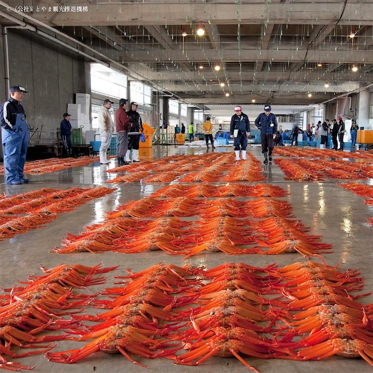 水揚げ直後のカニ 60 分食べ放題！国内外から観光客が殺到する漁港そば【新湊かに小屋】