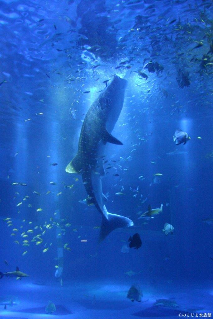 ジンベエザメにまた会える！【のとじま水族館】地震から 9 か月で待望の展示再開