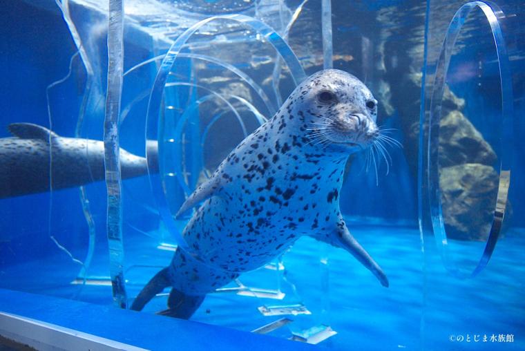 ジンベエザメにまた会える！【のとじま水族館】地震から 9 か月で待望の展示再開