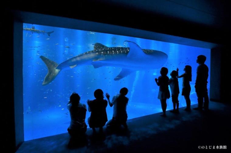 ジンベエザメにまた会える！【のとじま水族館】地震から 9 か月で待望の展示再開