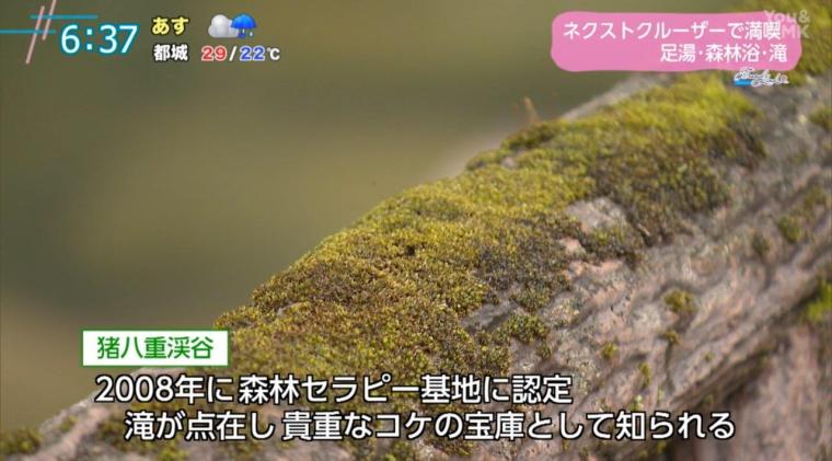 【宮崎】次世代電動ミニカーで巡る！日南市北郷町の魅力を満喫するドライブ体験&足湯＆森林浴（日南市北郷町）