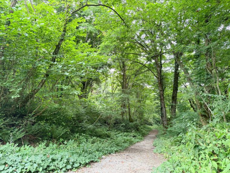 【鳥取】宇多田ヒカルさんも訪れたサントリーCM ロケ地。ジブリの世界に迷い込んだような緑の世界へ
