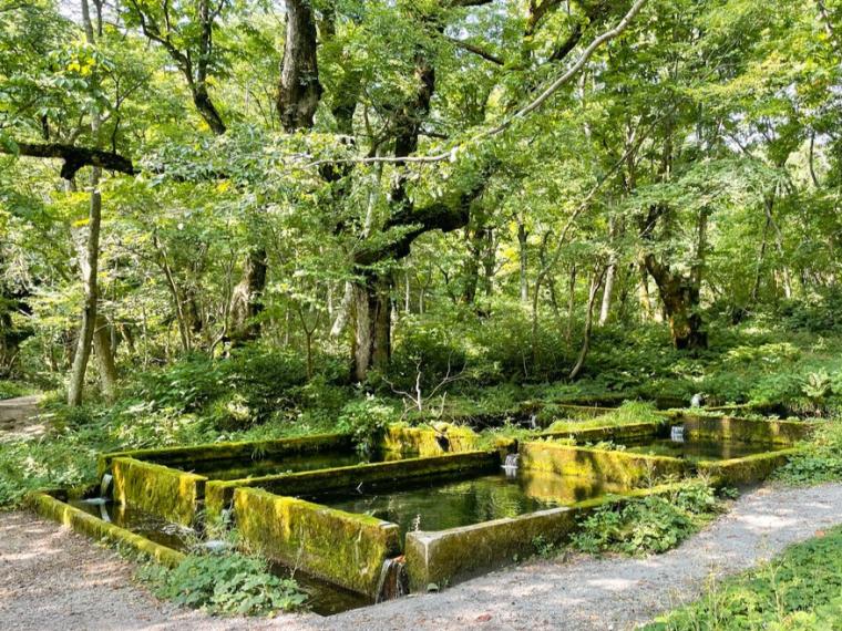 【鳥取】宇多田ヒカルさんも訪れたサントリーCM ロケ地。ジブリの世界に迷い込んだような緑の世界へ