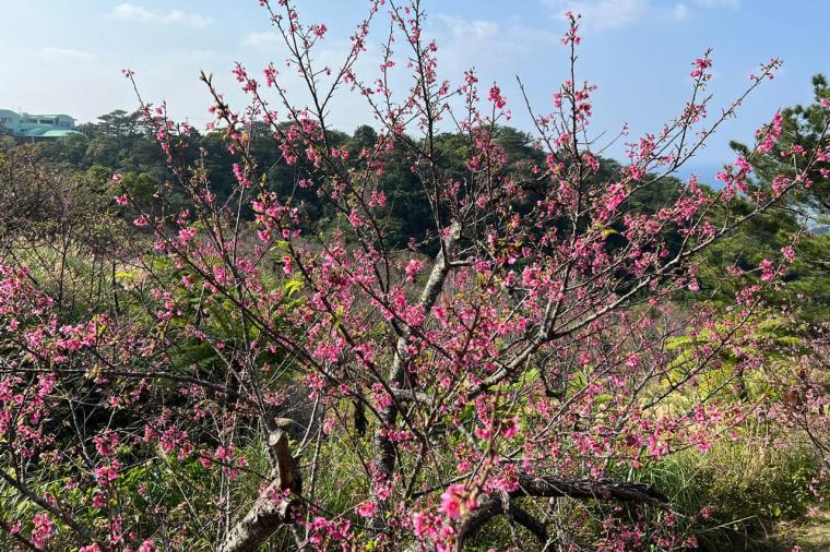 【沖縄北部】名護市民オススメのローカル情報！名護市の観光スポットやグルメを紹介！！