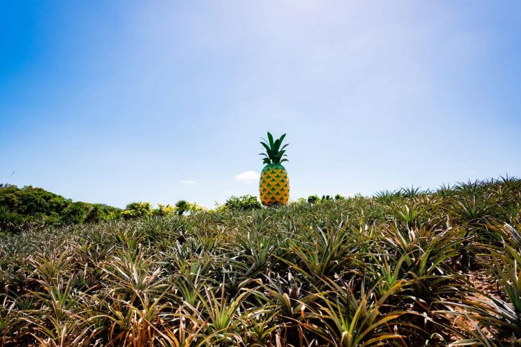 【沖縄北部】名護市民オススメのローカル情報！名護市の観光スポットやグルメを紹介！！