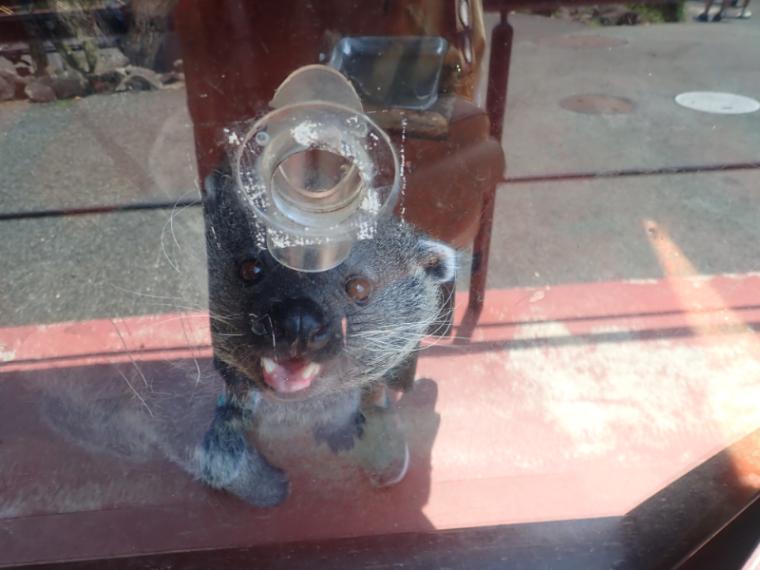 【静岡県伊東市・伊豆シャボテン動物公園】放し飼いの動物も! “距離感ゼロ”で新感覚 おやつあげ体験してきました