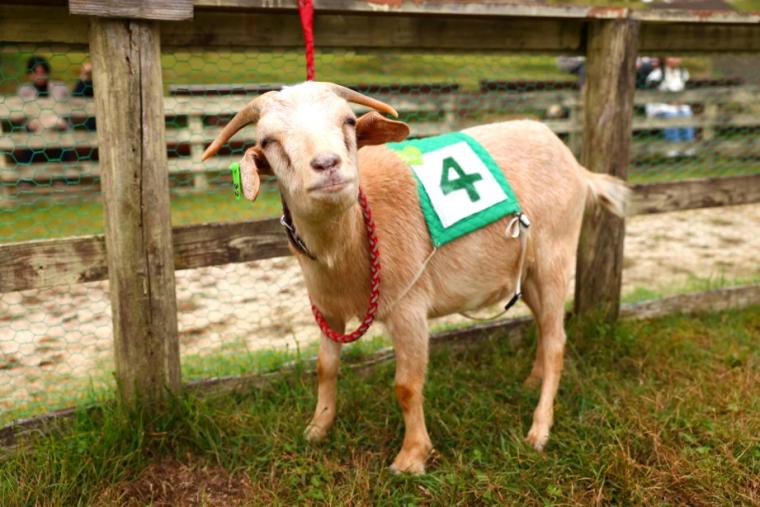 らくのうマザーズ 阿蘇ミルク牧場