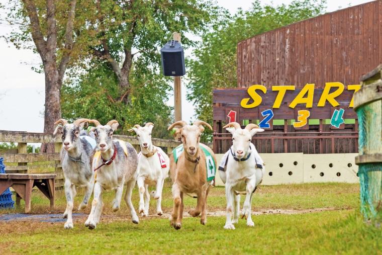 らくのうマザーズ 阿蘇ミルク牧場