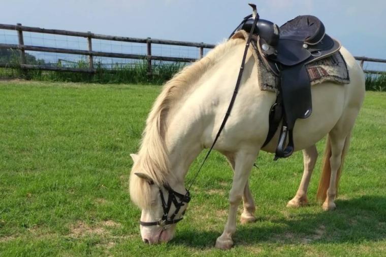 らくのうマザーズ 阿蘇ミルク牧場