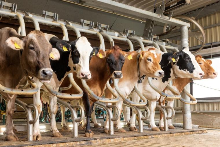 らくのうマザーズ 阿蘇ミルク牧場