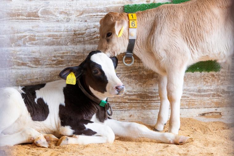 らくのうマザーズ 阿蘇ミルク牧場