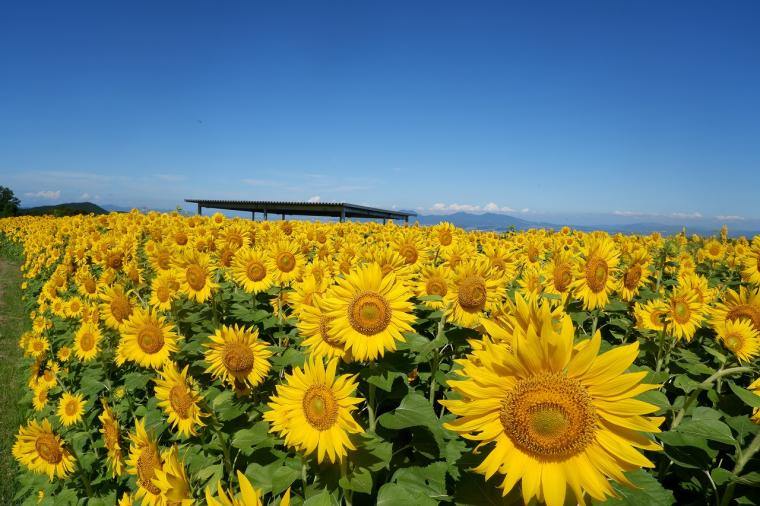 らくのうマザーズ 阿蘇ミルク牧場