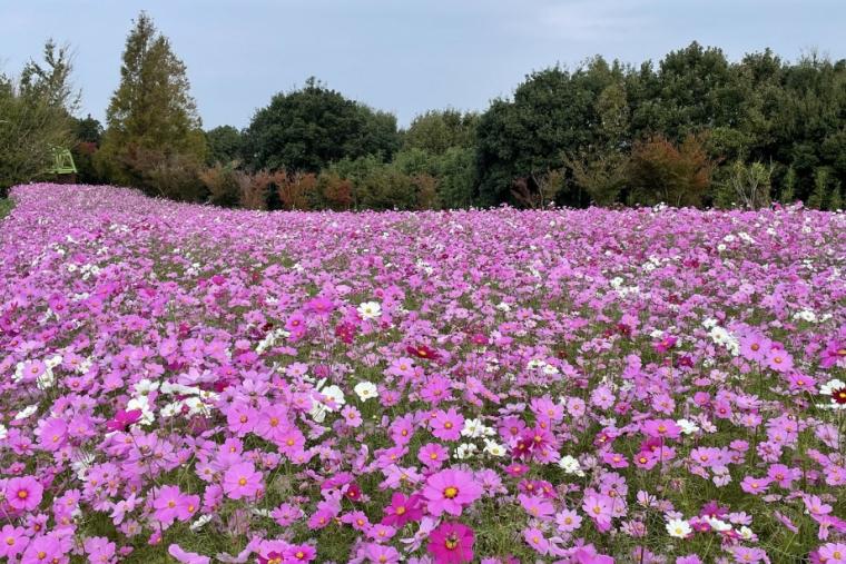 らくのうマザーズ 阿蘇ミルク牧場