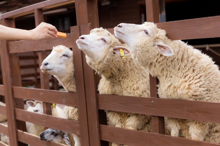 らくのうマザーズ 阿蘇ミルク牧場
