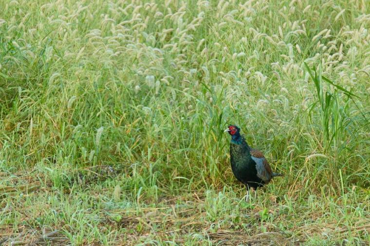 都心から約 90 分の千葉「五氣里-itsukiri-」でのローカル・ガストロノミー旅 地元の恵みが生んだ美食を堪能