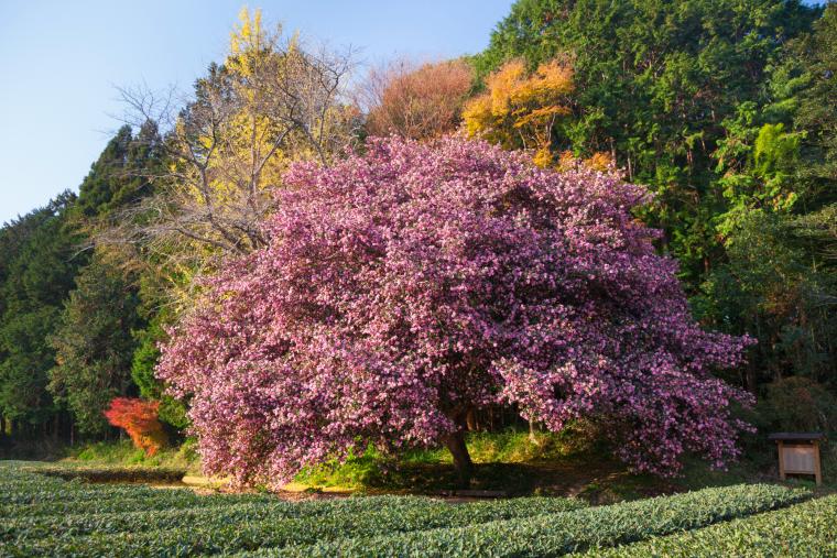 粥見のサザンカ