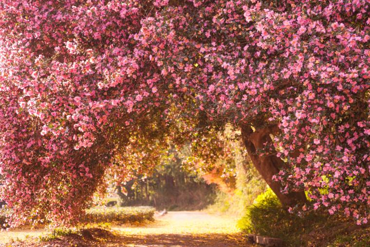 粥見のサザンカ